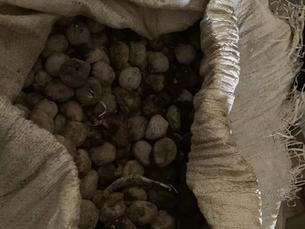 2023年8月7日无主干海参一批拍卖公告