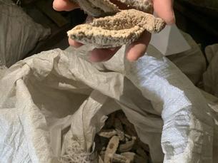 2023年7月28日无主干海参一批拍卖公告